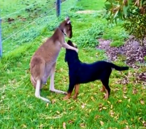 VP Has Not Gone To The Border Crisis