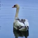 Swan