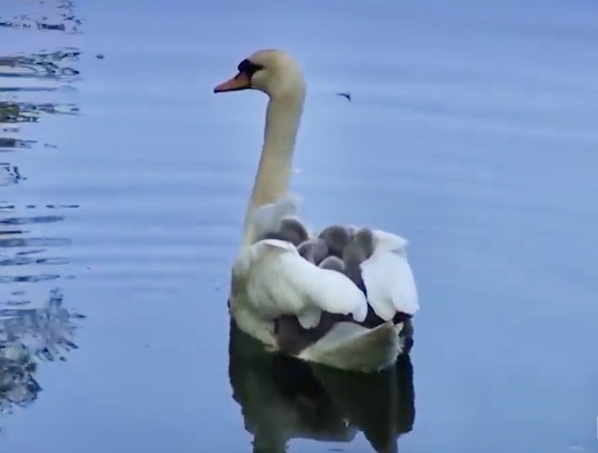 Swan