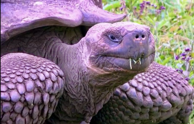 Tortoise In Galapagos