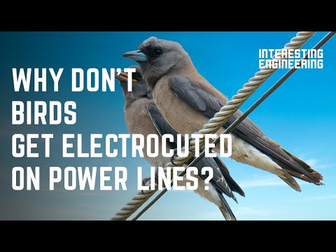 birds-don't get-electrocuted