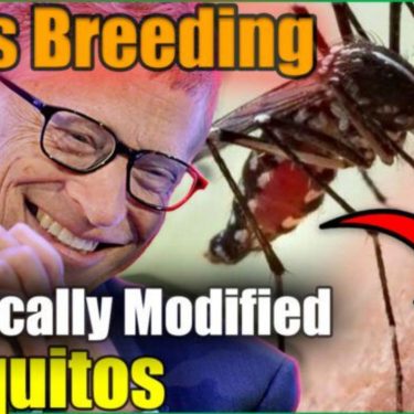 Bill Gates Breeding Mosquitoes With Infertility Bacteria