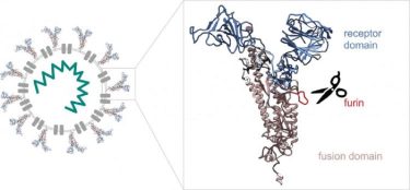 Furin Cleavage Site Of SARS-CoV2